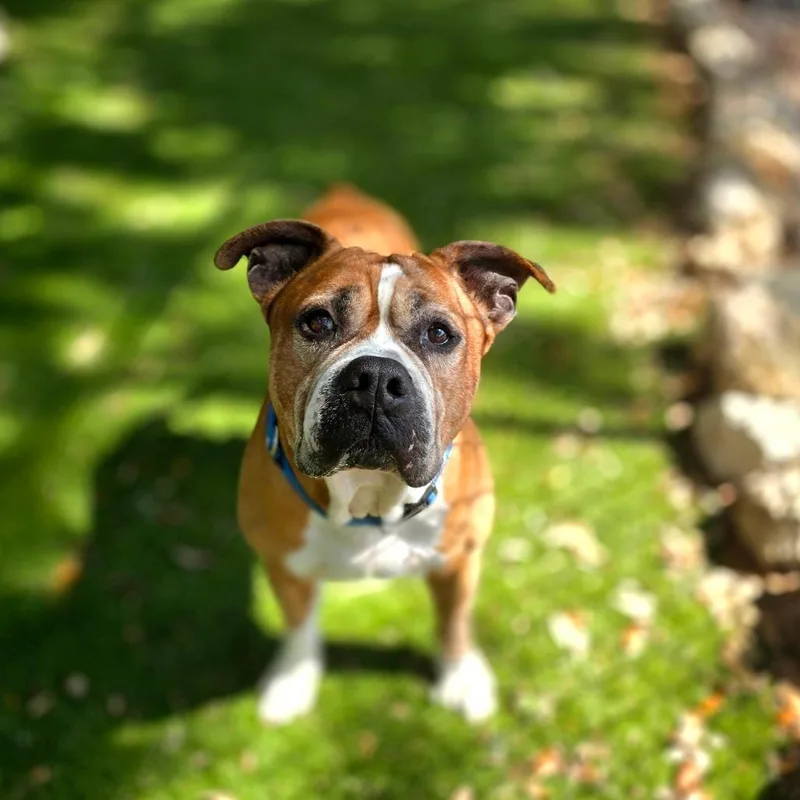 A senior large-sized male Brown / Chocolate Mixed Breed dog named Zeus for adoption in Port Charlotte, FL