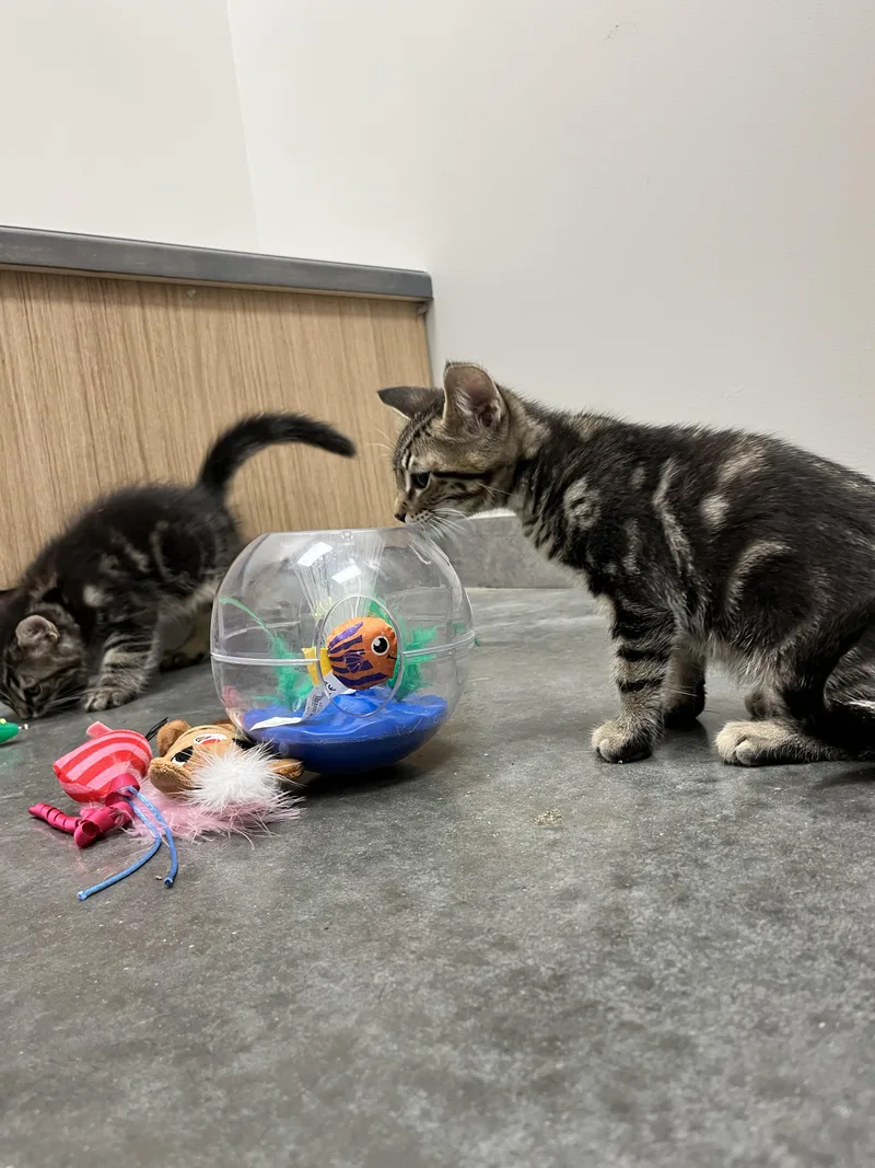 A baby medium-sized male Tabby (Brown / Chocolate) American Shorthair cat named Donnie for adoption in St. John, IN