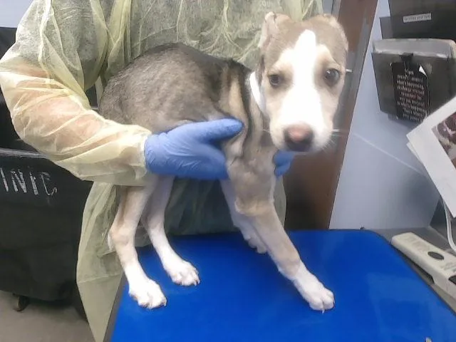A baby large-sized female Husky dog named Radar for adoption in Phoenix, AZ
