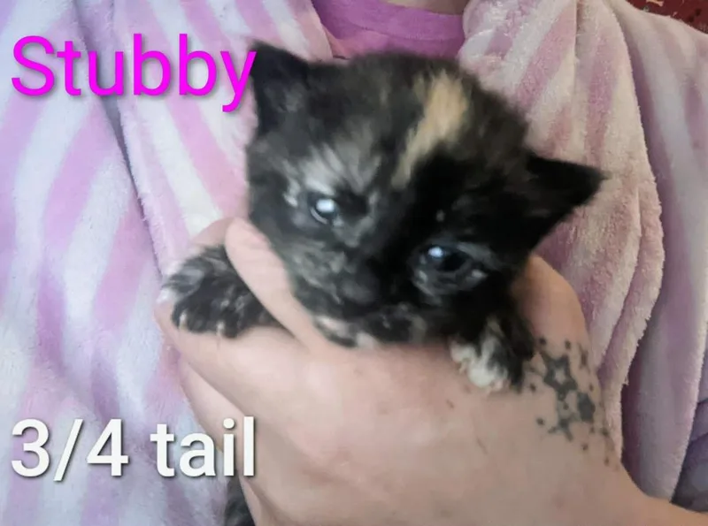 A baby small-sized female Domestic Short Hair cat named Stubby for adoption in Ada, OK