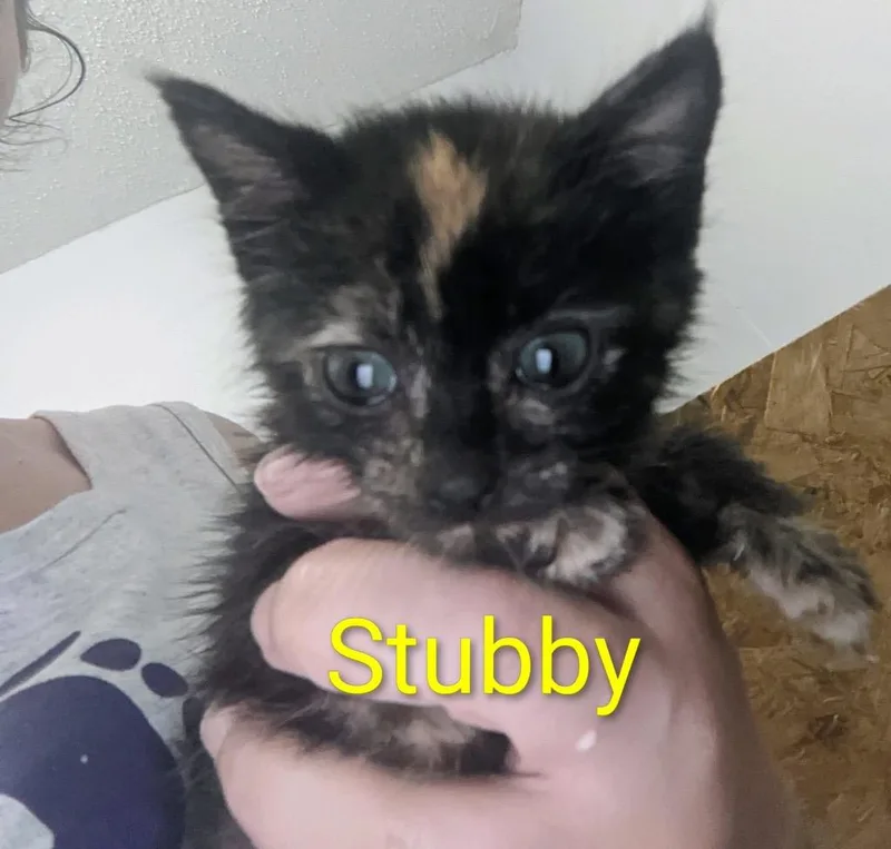 Stubby thumbnail 2