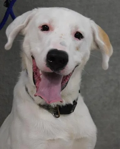 An adult large-sized male Great Pyrenees dog named Bexley for adoption in Cookeville, TN