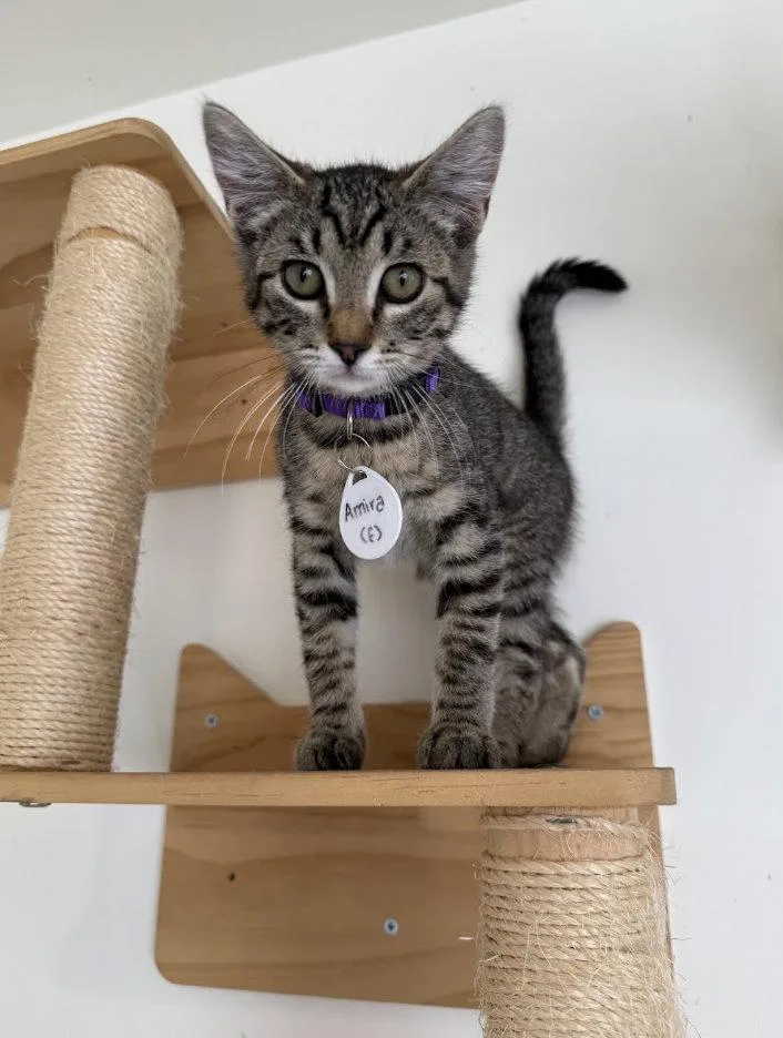 A baby medium-sized female Tabby cat named Amara CCC for adoption in San Luis Obispo, CA