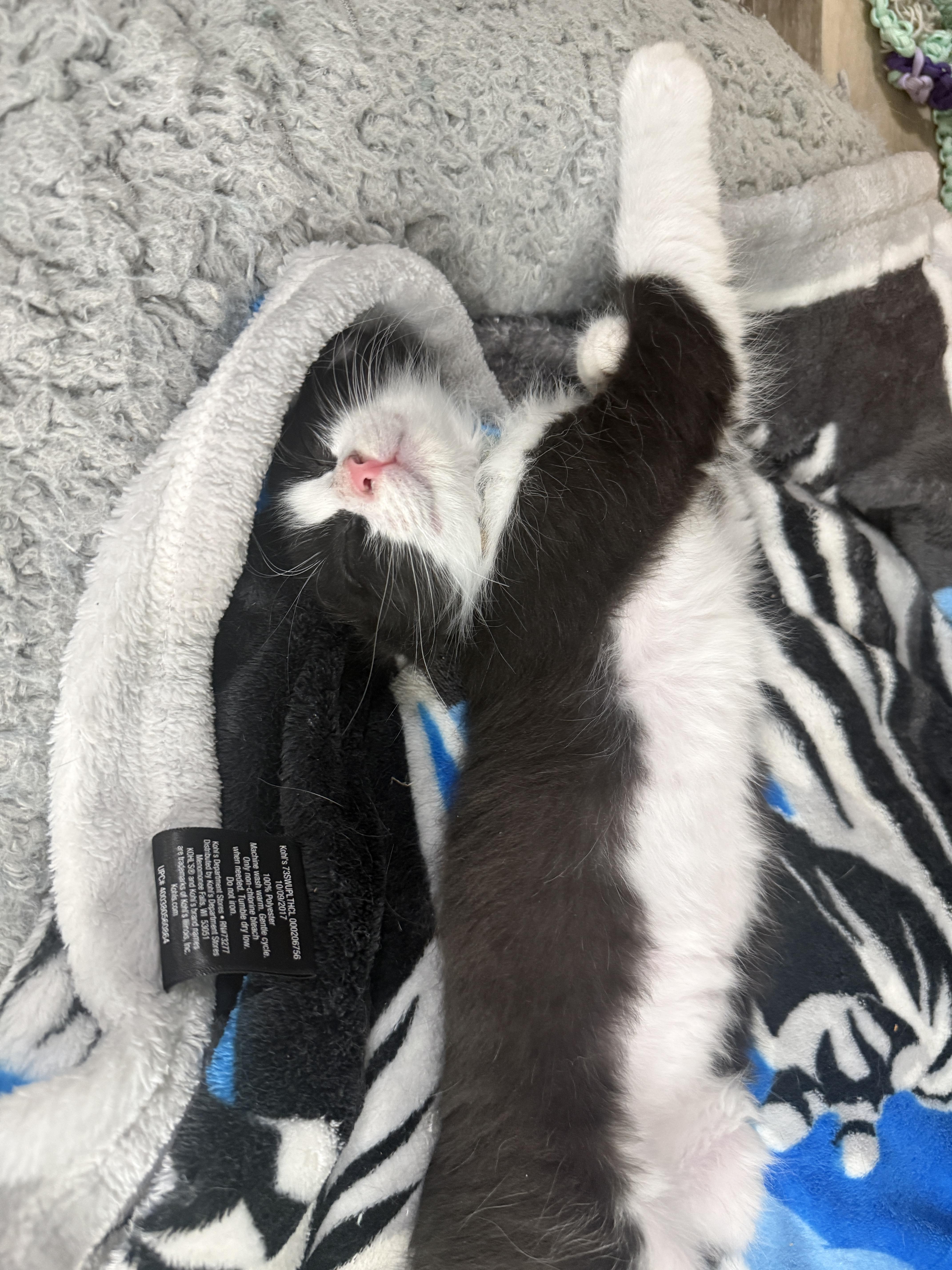 A baby small-sized male Black & White / Tuxedo Domestic Medium Hair cat named Ty North Conroe for adoption in Spring, TX