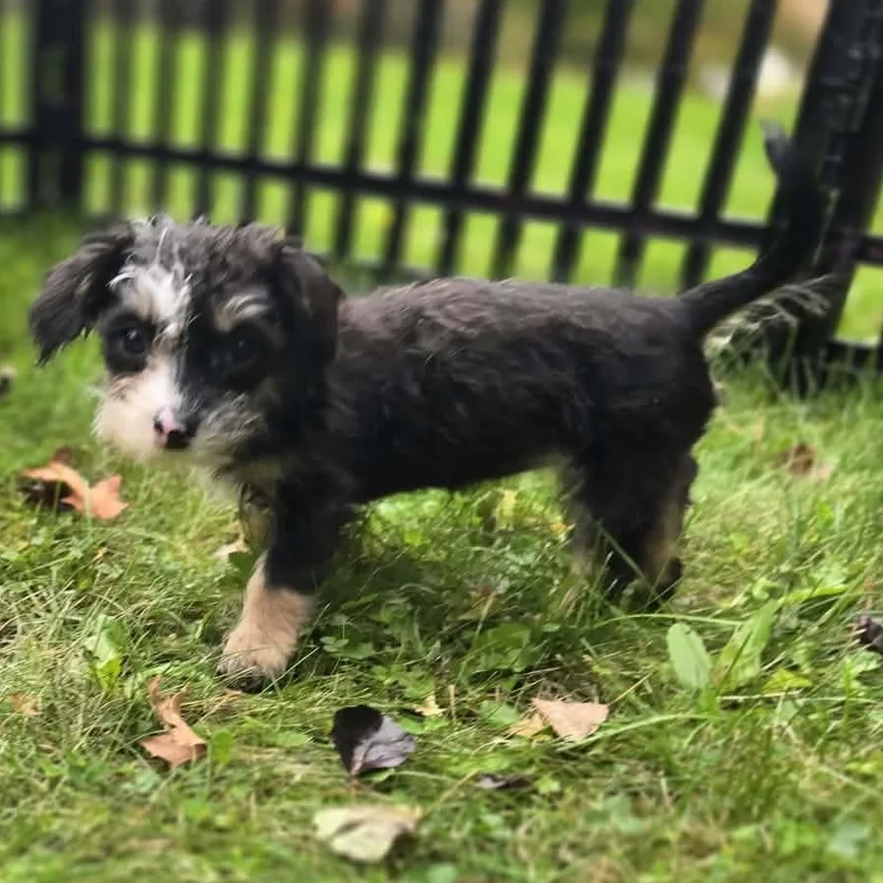 A baby small-sized female Tricolor (Brown, Black, & White) Poodle dog named Janice for adoption in Hilton, NY