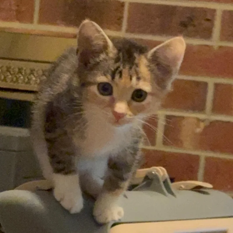 A baby medium-sized female Tabby (Brown / Chocolate) Domestic Short Hair cat named Holly for adoption in Greensboro, NC