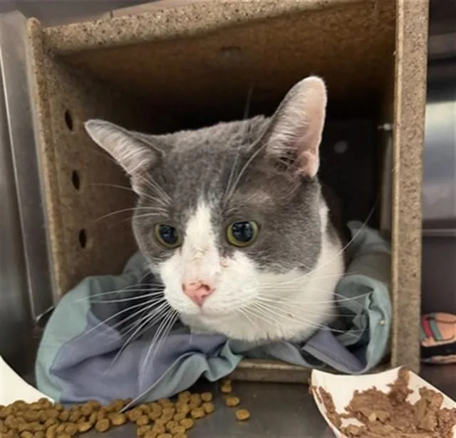 An adult medium-sized male Domestic Short Hair cat named Gojira for adoption in Louisville, KY