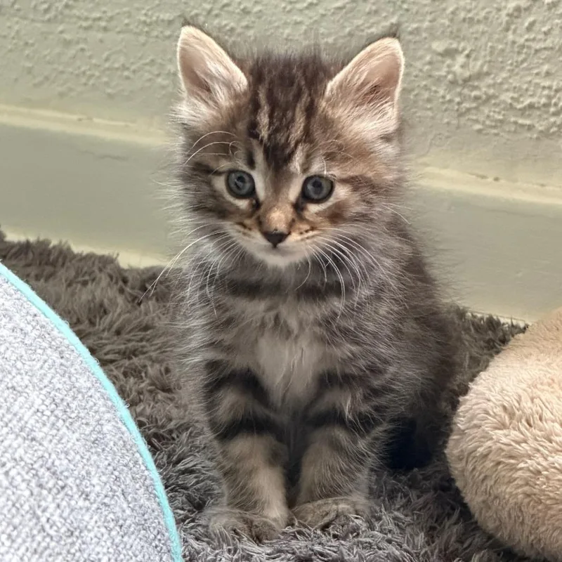 A baby small-sized female Brown / Chocolate Domestic Medium Hair cat named Echo for adoption in Pasadena, CA