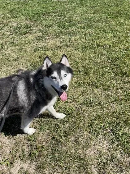 An adult large-sized female Siberian Husky dog named Skaya for adoption in Pequot Lakes, MN