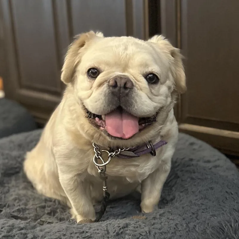 An adult medium-sized female French Bulldog dog named Daisy for adoption in San Mateo, CA