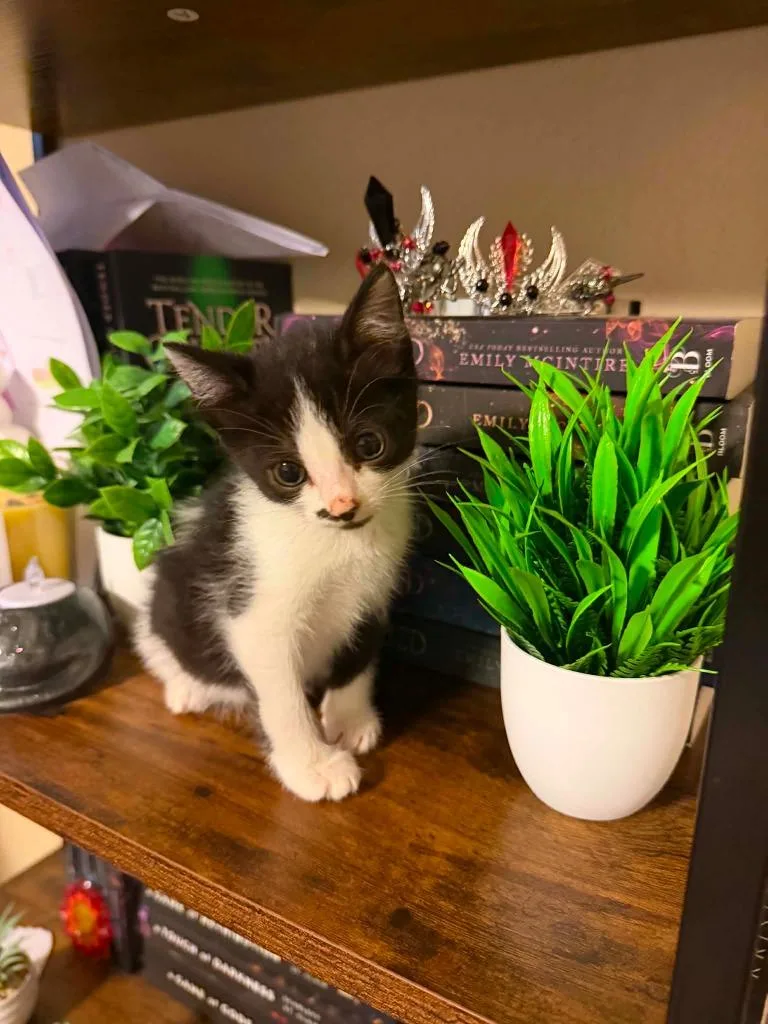 A baby small-sized female Domestic Short Hair cat named Judy Hops for adoption in New Braunfels, TX