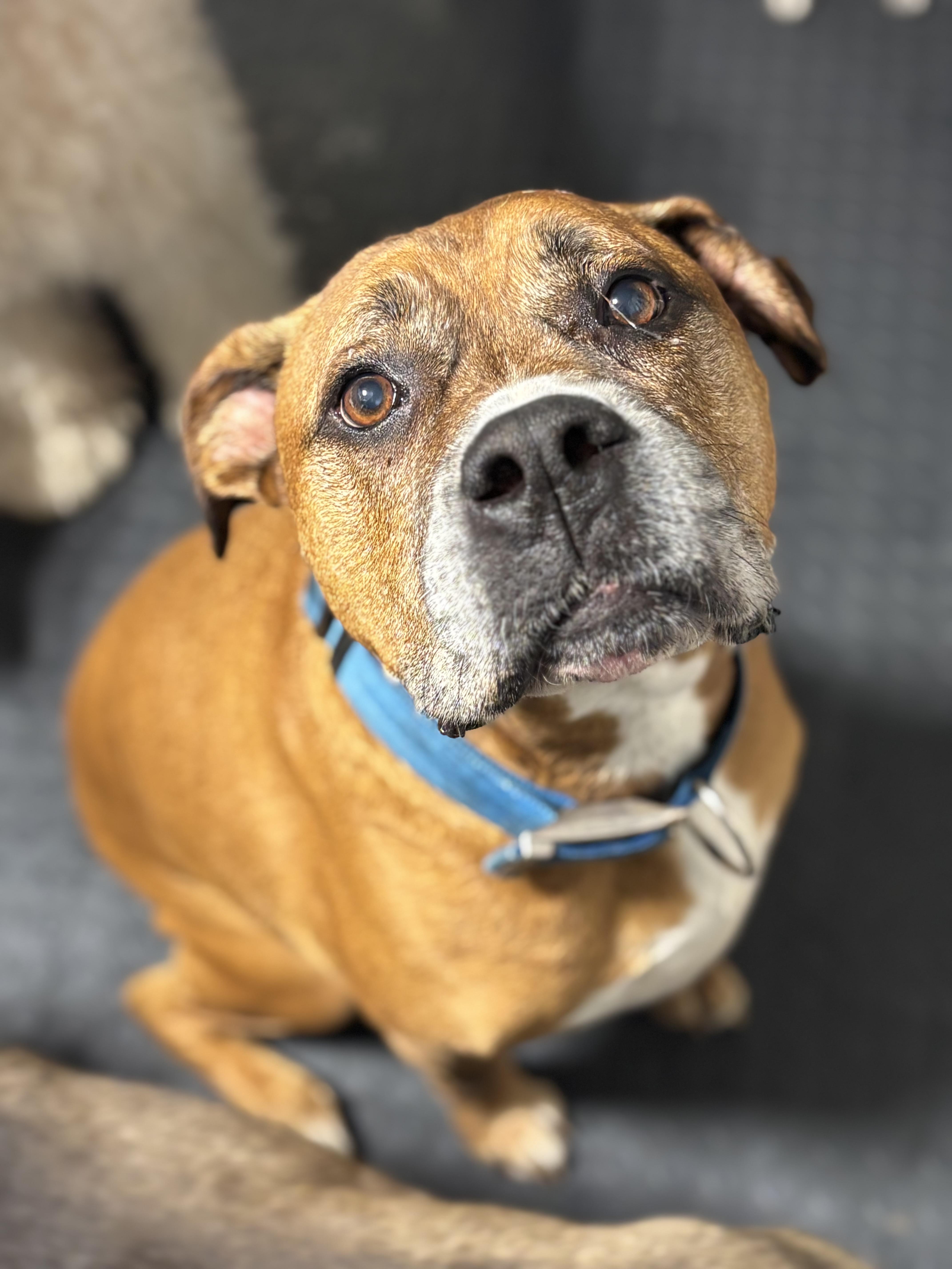 An adult large-sized male Boxer dog named Jax for adoption in Glendale, OH