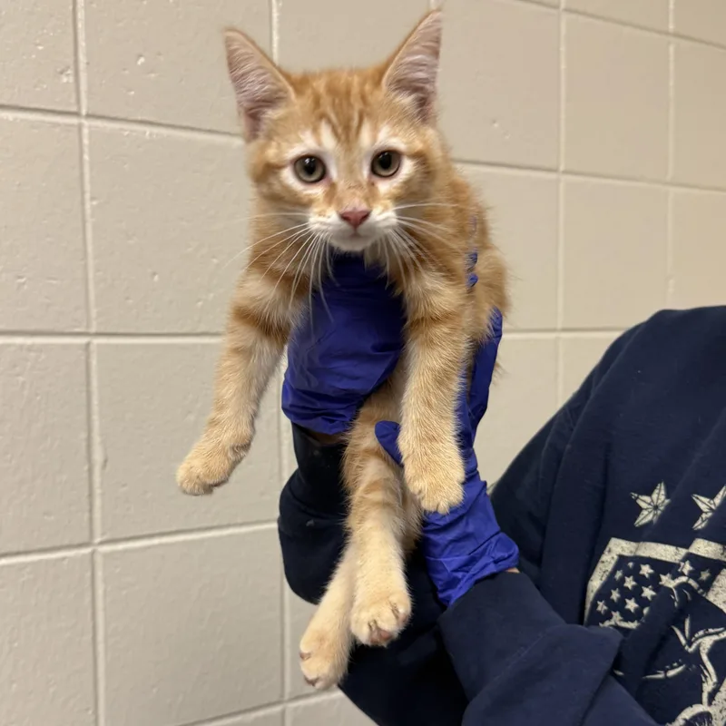 A baby small-sized female Domestic Short Hair cat named Little Miss Orange Thang for adoption in Kearney, NE