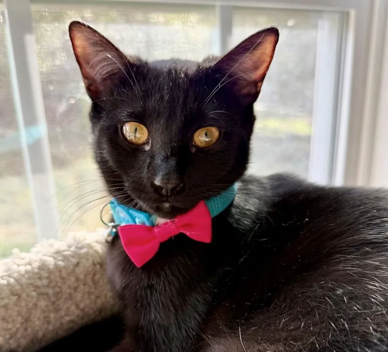 Purretha Franklin thumbnail 3