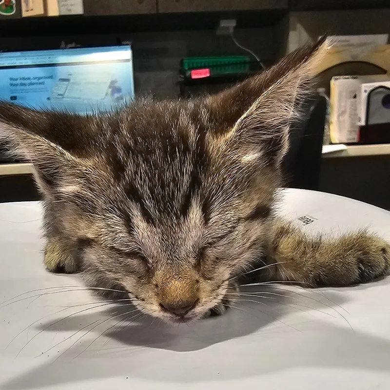 A baby small-sized female Gray / Blue / Silver Domestic Short Hair cat named Sunny for adoption in Tampa, FL