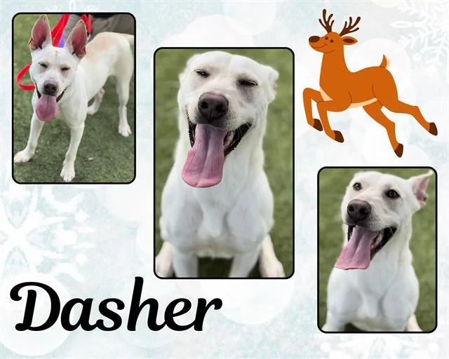 Dasher thumbnail 2