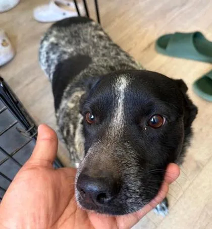 An adult medium-sized male Black Mixed Breed dog named Beaux for adoption in El Paso, TX