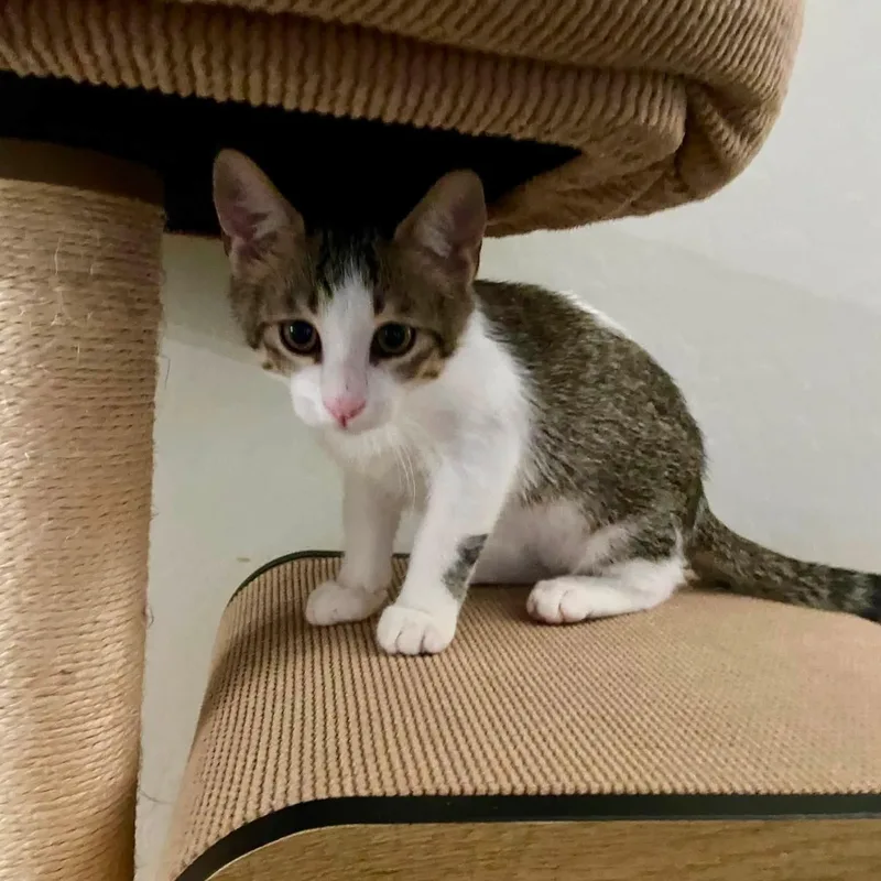 A baby medium-sized male Tabby (Brown / Chocolate) Domestic Short Hair cat named Kane for adoption in Queen Creek, AZ