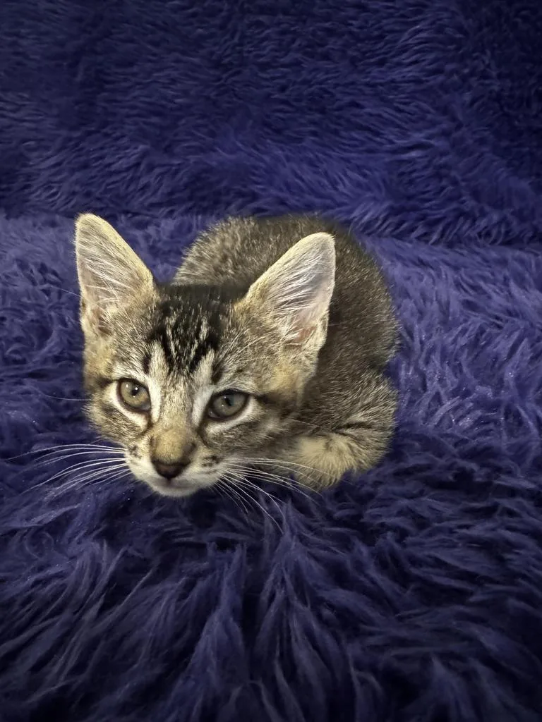 A baby medium-sized female Tabby cat named Mesquite for adoption in San Antonio, TX