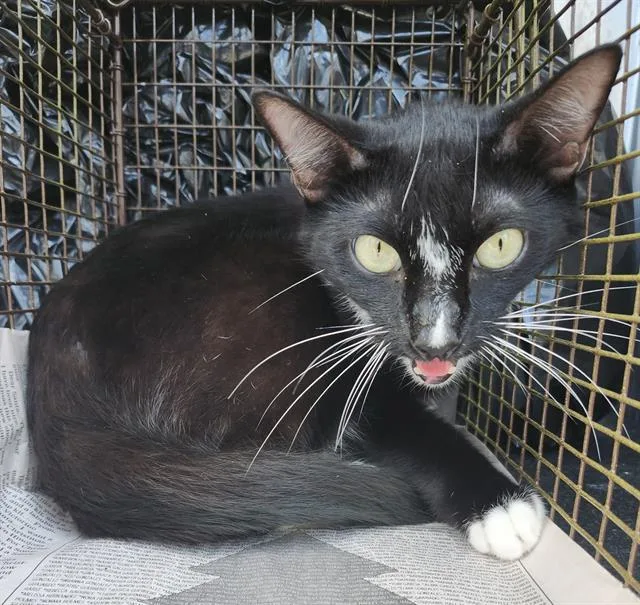An adult medium-sized male Domestic Short Hair cat named James Bond for adoption in San Antonio, TX