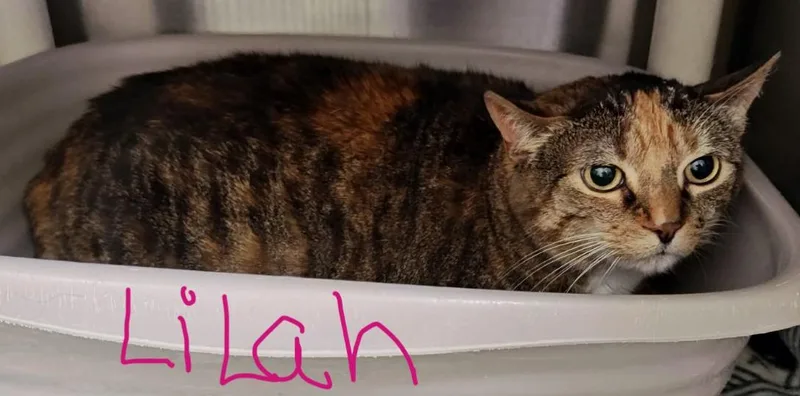A senior medium-sized male Gray & White Domestic Short Hair cat named Leo & Lilah Bonded for adoption in Wahpeton, ND