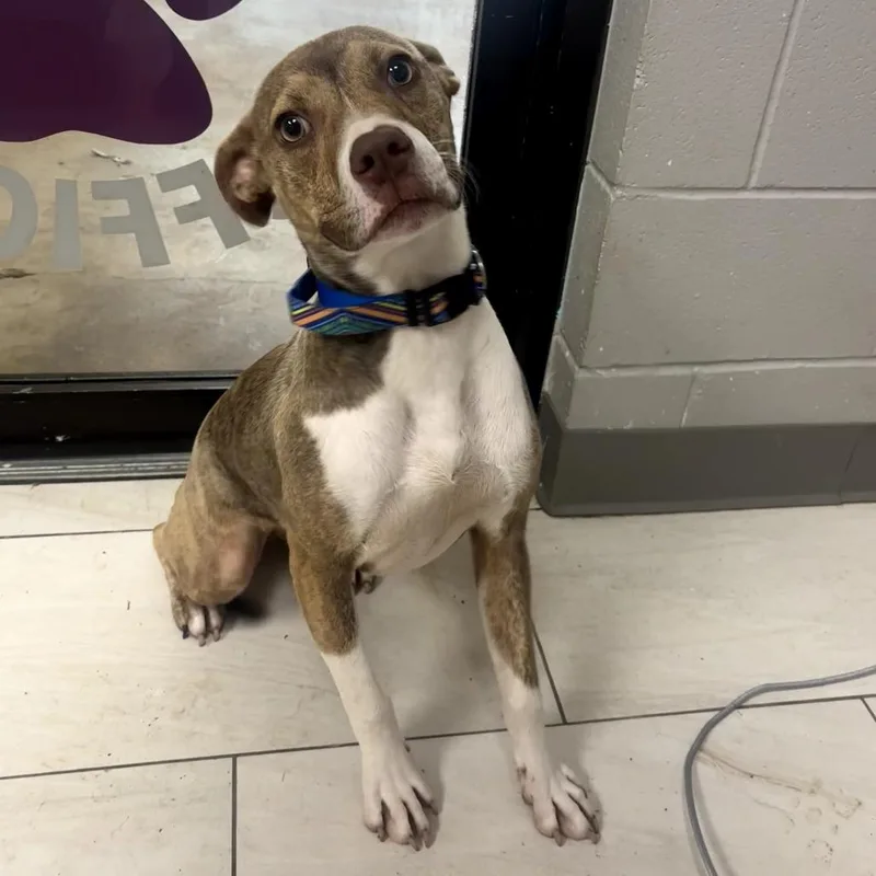 A young medium-sized female Brindle Mixed Breed dog named Rosie for adoption in Lufkin, TX