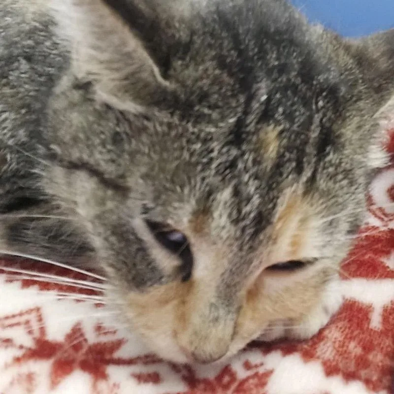 A young medium-sized female Calico Domestic Short Hair cat named Izzy for adoption in Hattiesburg, MS