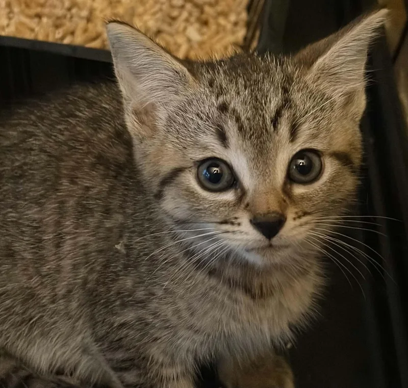 A baby medium-sized male Domestic Short Hair cat named Doc for adoption in Westfield, MA