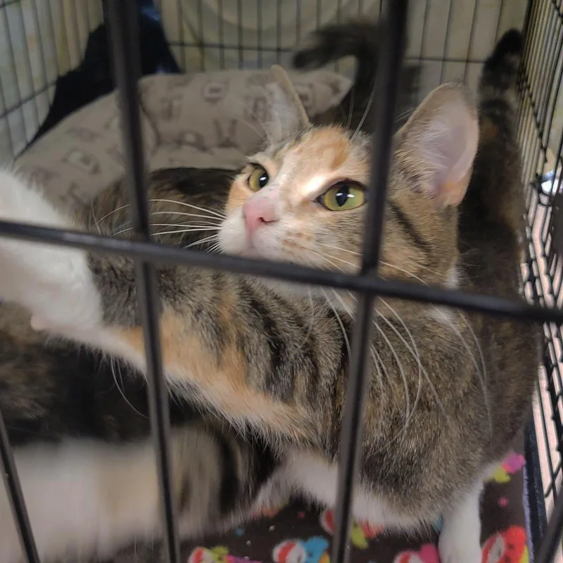 A young medium-sized female Brown / Chocolate Domestic Short Hair cat named Tandoori for adoption in Plover, WI