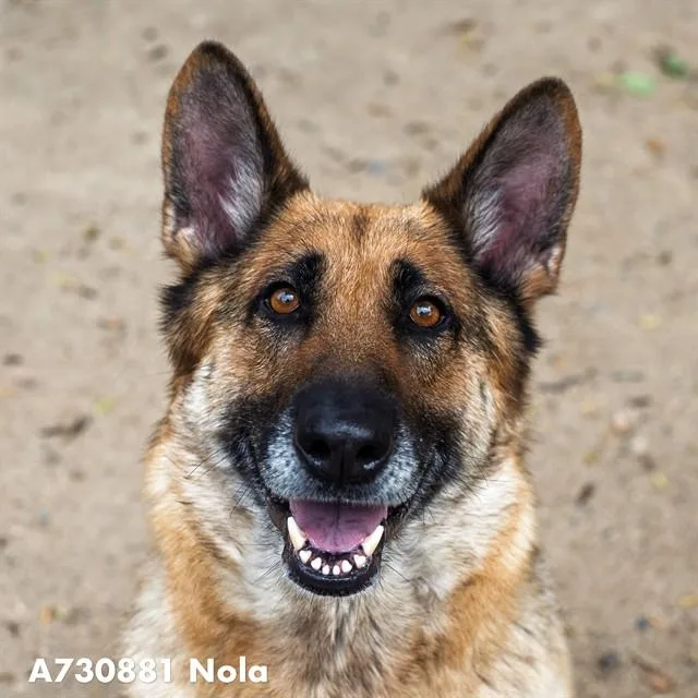 An adult large-sized female German Shepherd Dog dog named Freya for adoption in Sacramento, CA