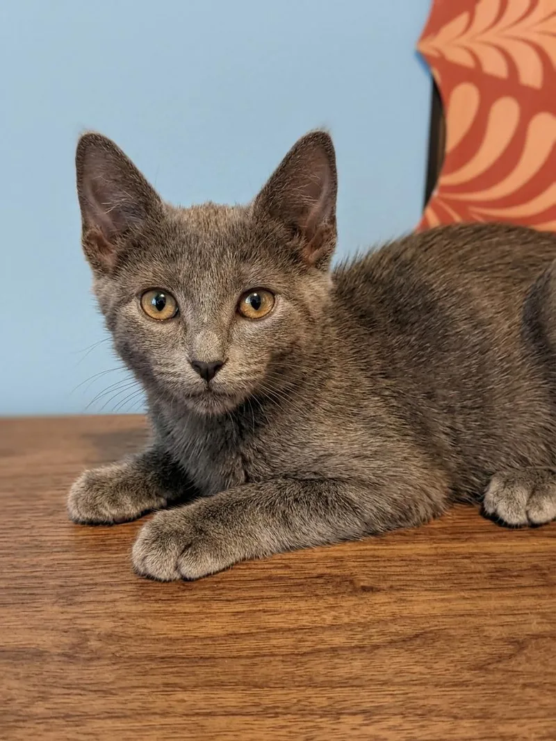 A baby medium-sized female Gray / Blue / Silver Russian Blue cat named Rachel for adoption in Houston, TX