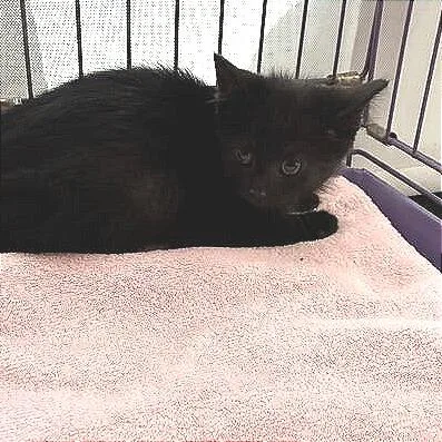A baby small-sized male Black Domestic Short Hair cat named Kiwi for adoption in Dayton, OH