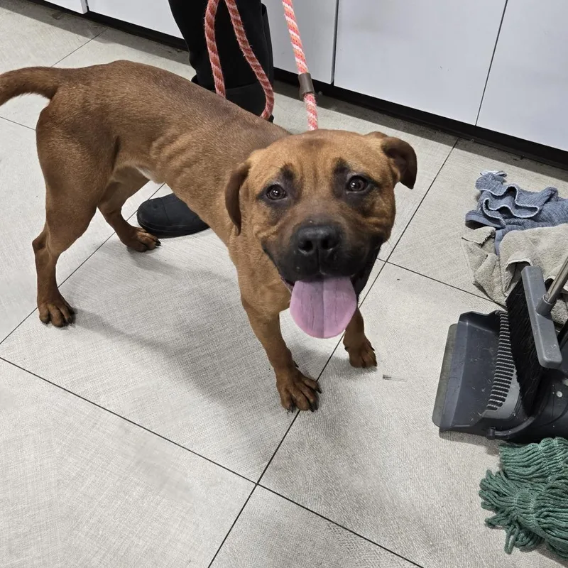 A young medium-sized male Brown / Chocolate Pit Bull Terrier dog named Storm for adoption in Newark, NJ