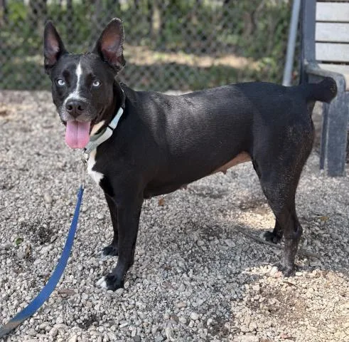 An adult large-sized female Mixed Breed dog named Star for adoption in Pensacola, FL