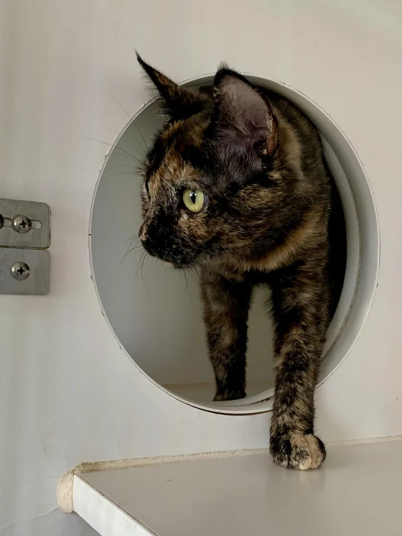 A young small-sized female Tortoiseshell Domestic Short Hair cat named Della Duck for adoption in Grass Valley, CA