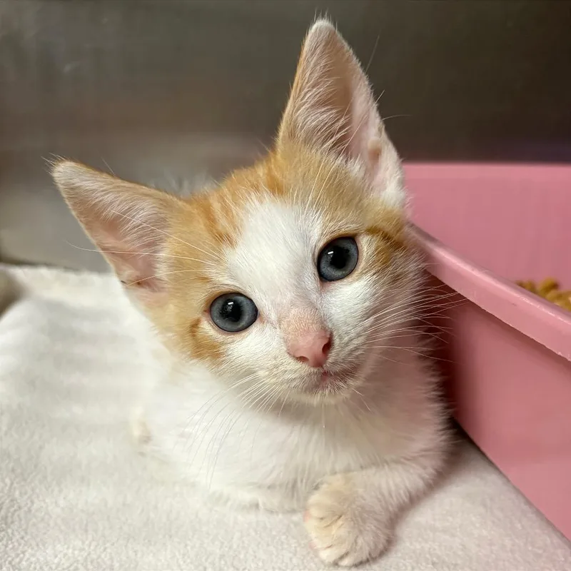 A baby small-sized male White Domestic Short Hair cat named Goomba for adoption in Fort Lauderdale, FL