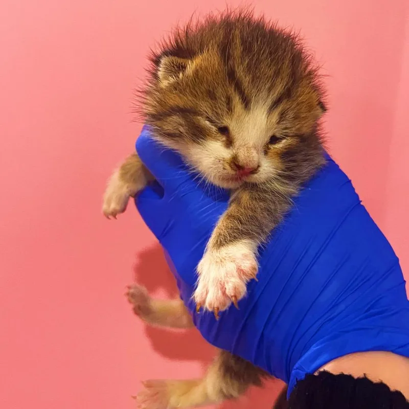 A baby small-sized male Gray / Blue / Silver Domestic Short Hair cat named Cinnamoroll for adoption in Philadelphia, PA