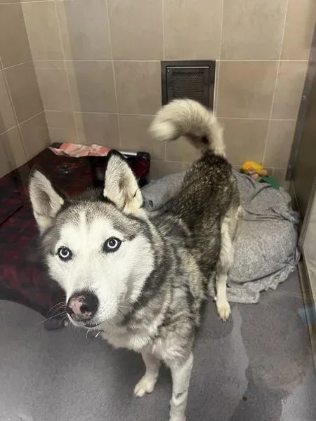 An adult medium-sized female Siberian Husky dog named Princess for adoption in Stratham, NH