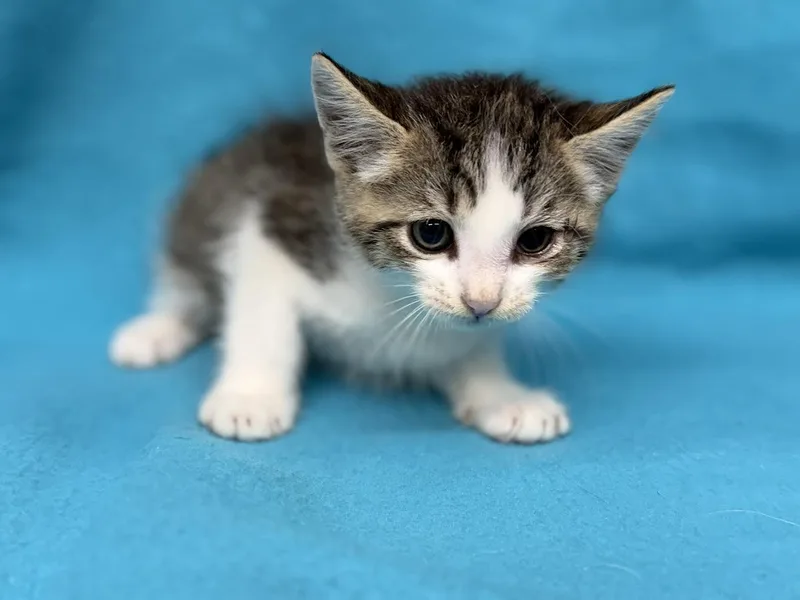 A young small-sized female Tabby (Brown / Chocolate) Domestic Medium Hair cat named Snuggles for adoption in Oakdale, CA