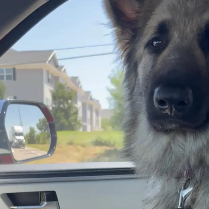 A young medium-sized female Black German Shepherd Dog dog named Leigh for adoption in Van Horne, IA