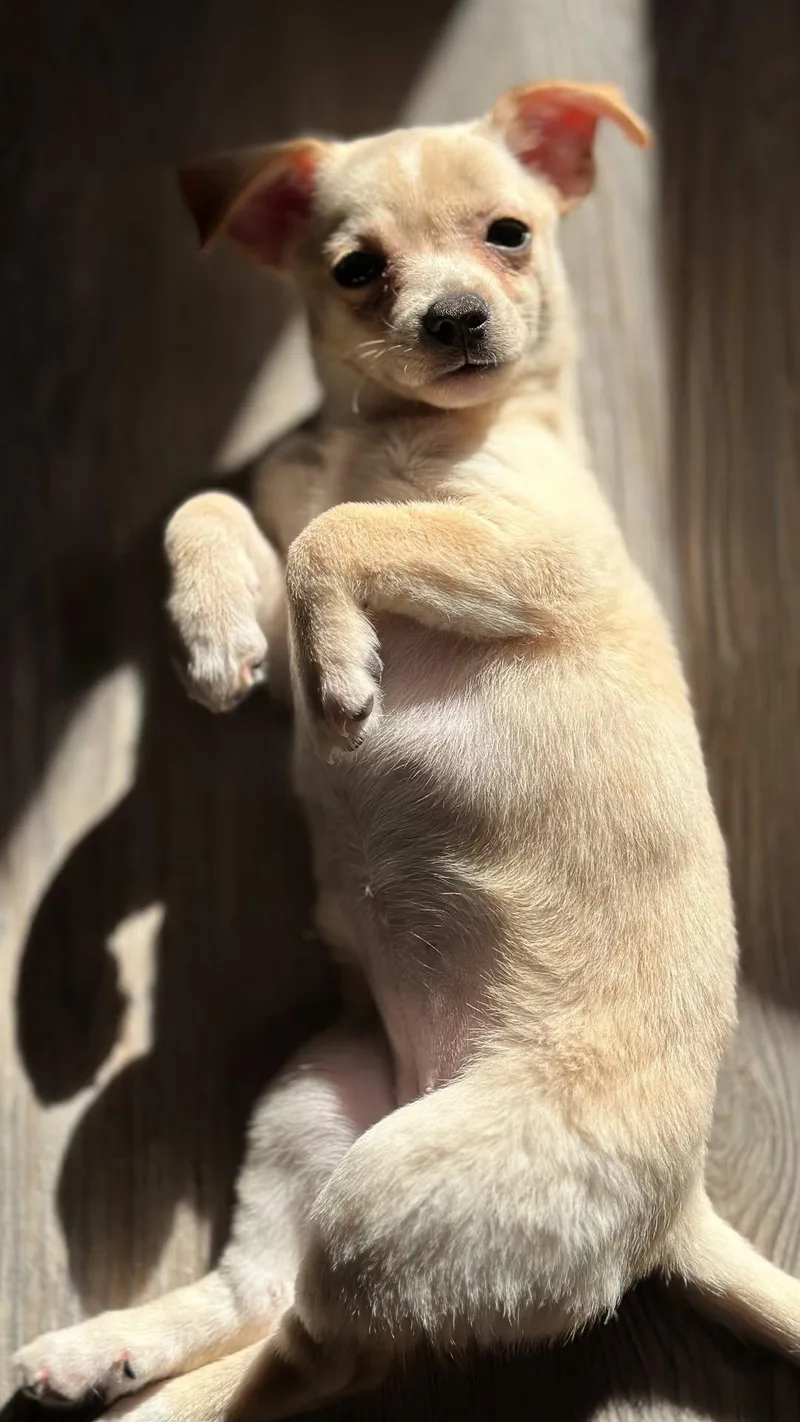 A young small-sized female Chihuahua dog named Carmelita for adoption in Wingdale, NY