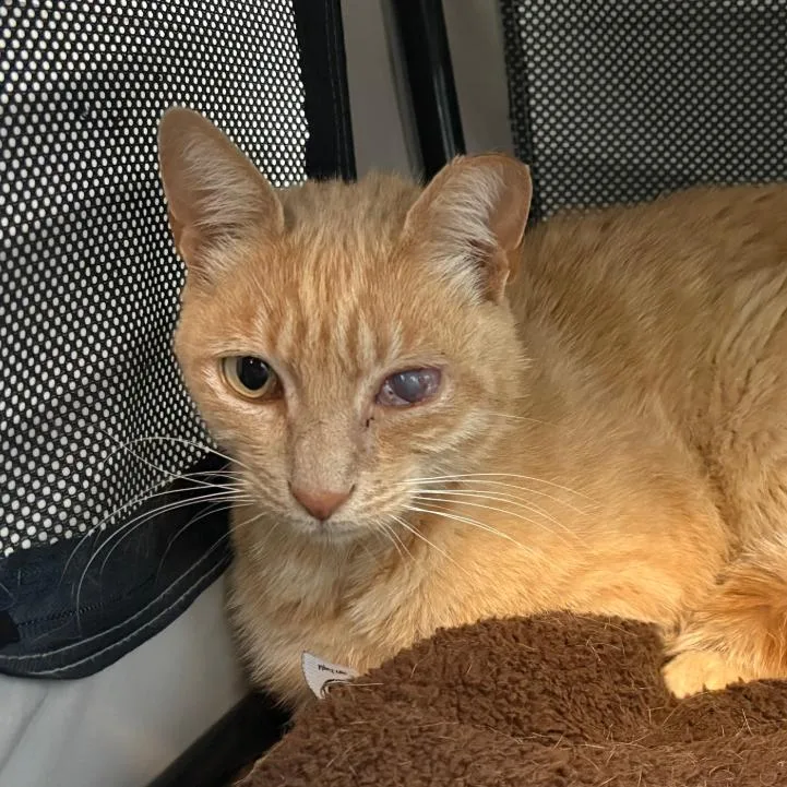 An adult medium-sized male Orange / Red Domestic Short Hair cat named SpongeBob for adoption in Redwood City, CA