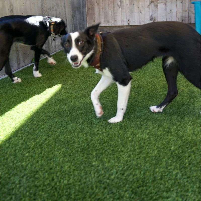 A young small-sized female Border Collie dog named Mabel for adoption in Jackson, WY