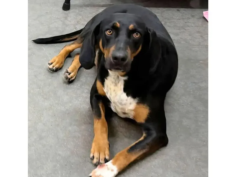 A young large-sized female Black and Tan Coonhound dog named Remi for adoption in Leawood, KS