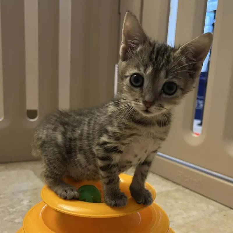 A baby small-sized female Brown / Chocolate Domestic Short Hair cat named Helaena for adoption in Bel Air, MD