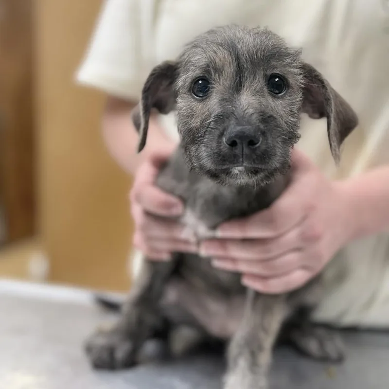 A baby small-sized female Terrier dog named Jolene for adoption in Tyler, TX