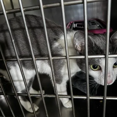 Kira