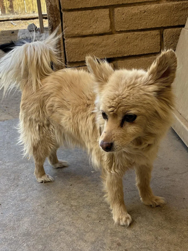 An adult small-sized female Spaniel dog named Silly for adoption in Apple Valley, CA