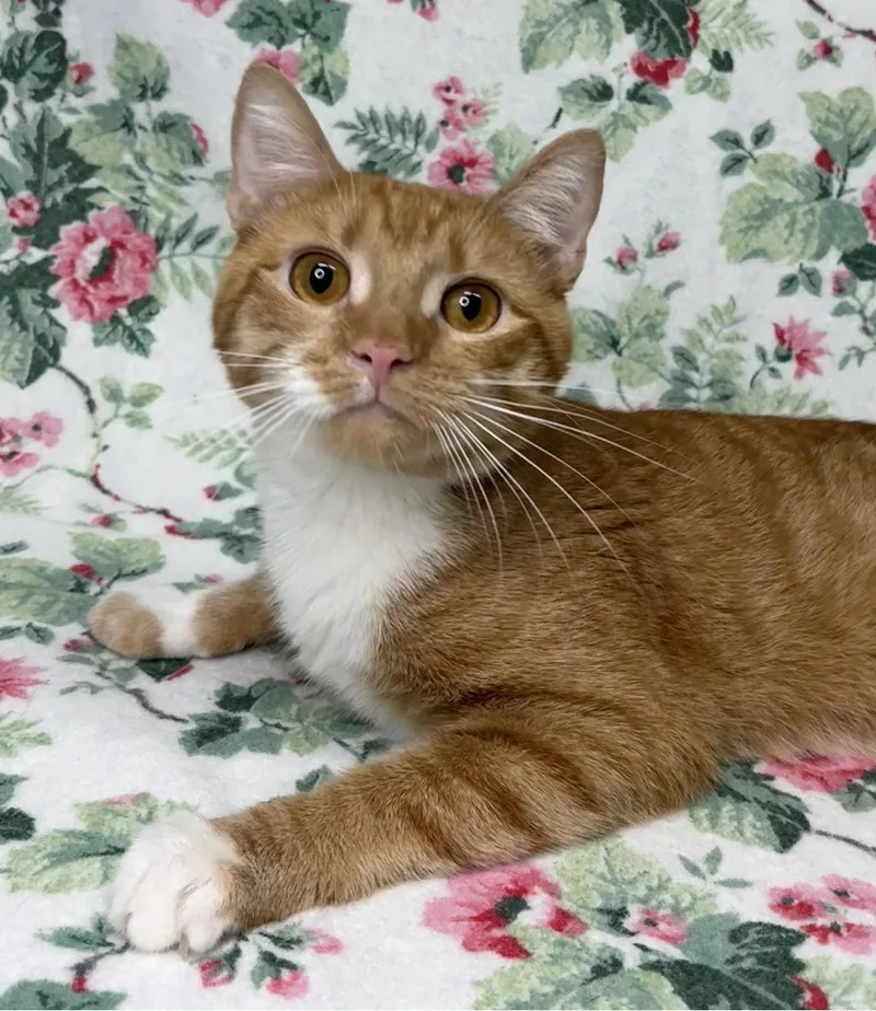 An adult medium-sized male Orange & White Domestic Short Hair cat named Cheese for adoption in Wetumpka, AL