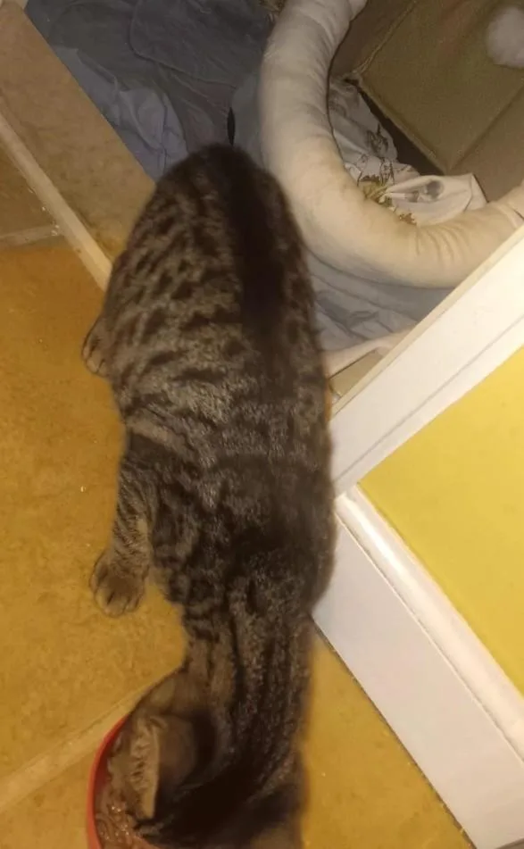 Giovanni thumbnail 2